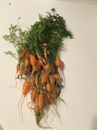 Tiny carrots :(